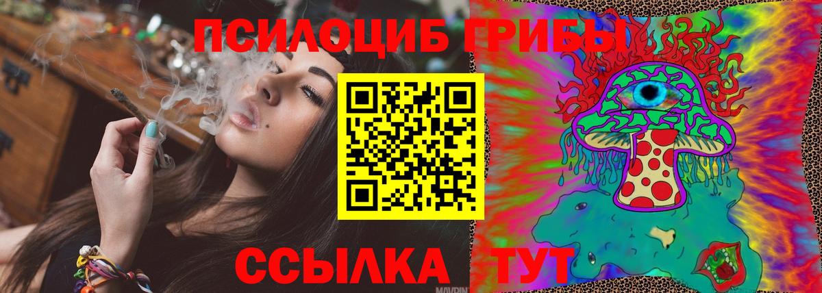 закладки  Коломна  Псилоцибиновые грибы Psilocybe 
